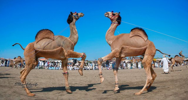 Camel Dancing